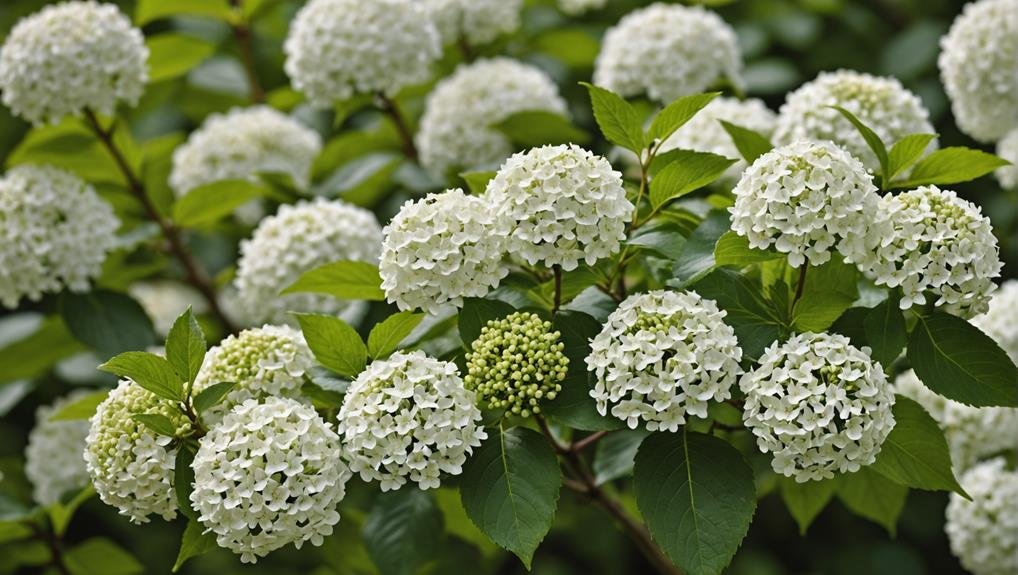 Wedding Flower Guide: Viburnum 1 detailed flower characteristics described