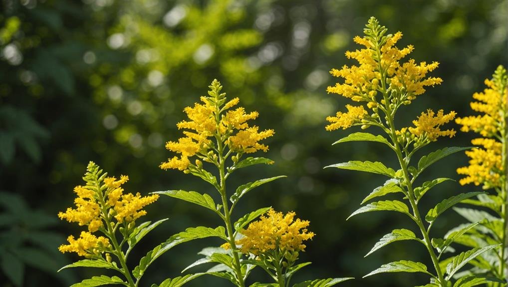 Wedding Flower Guide: Goldenrod 1 detailed plant life information
