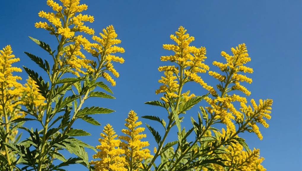 Wedding Flower Guide: Goldenrod 4 optimal growth conditions required